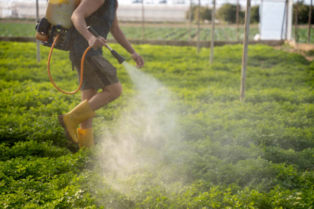 Best Wasp Removal Services  in Van Buren, AR